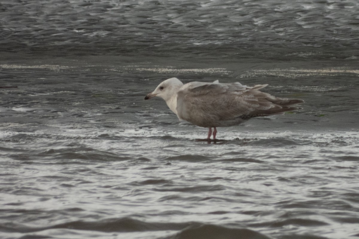 gull sp. - ML614038118