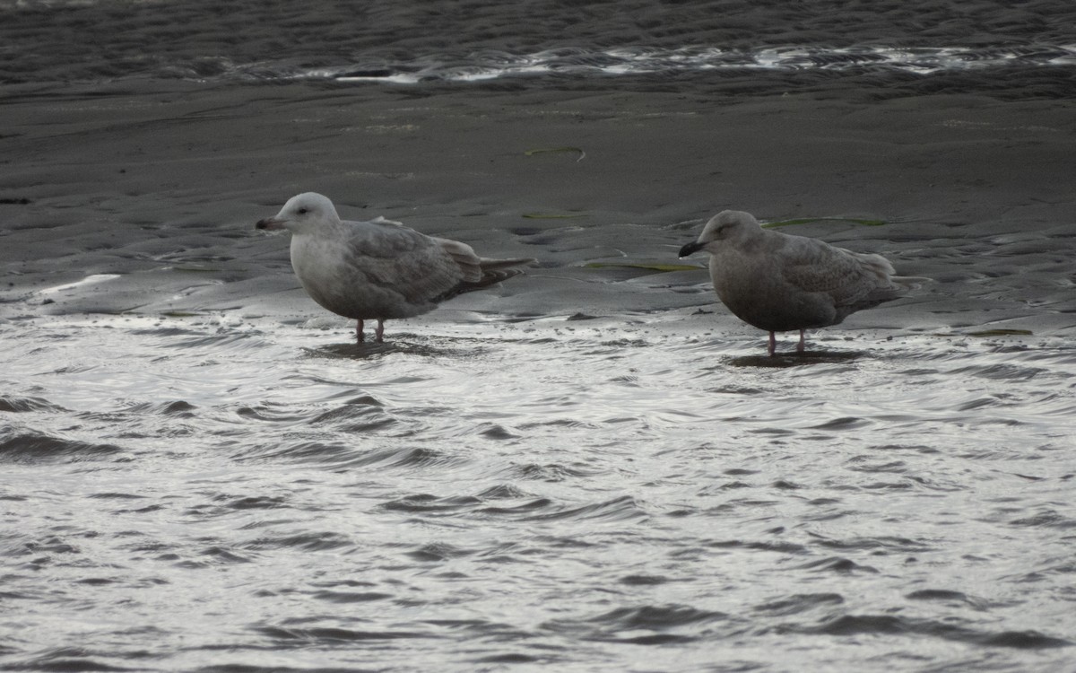 gull sp. - ML614038120