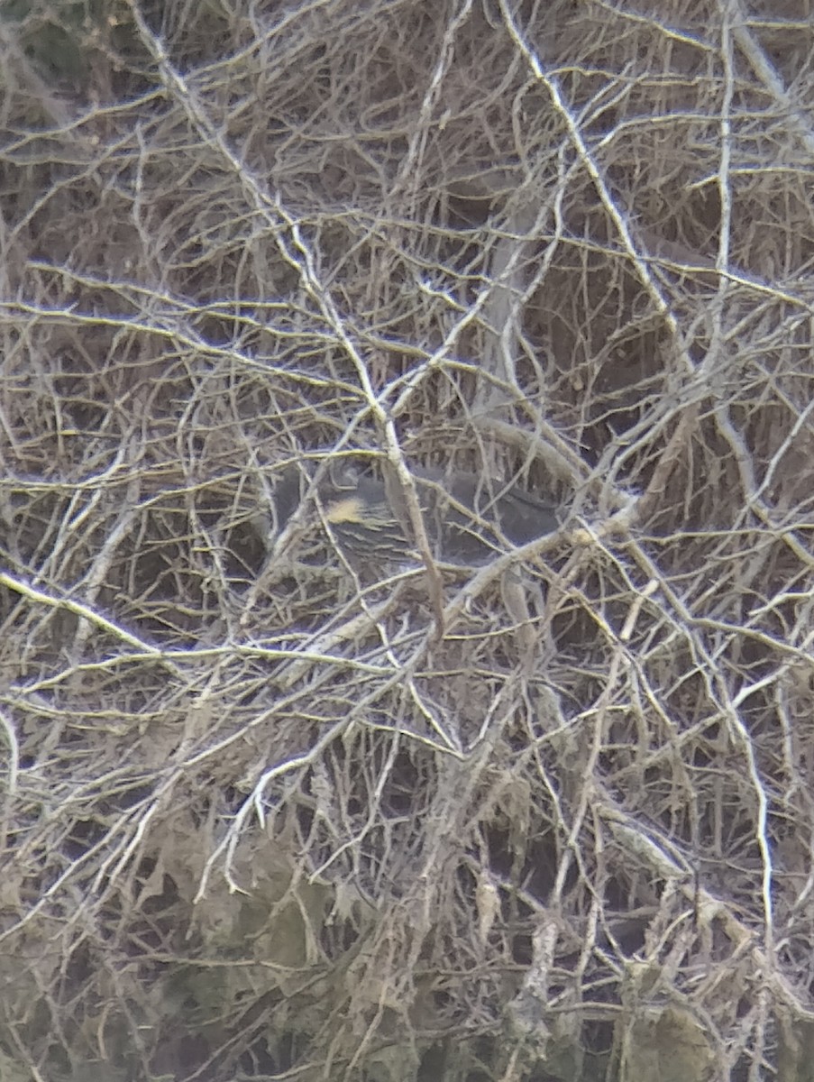 Black Bittern - ML614038122