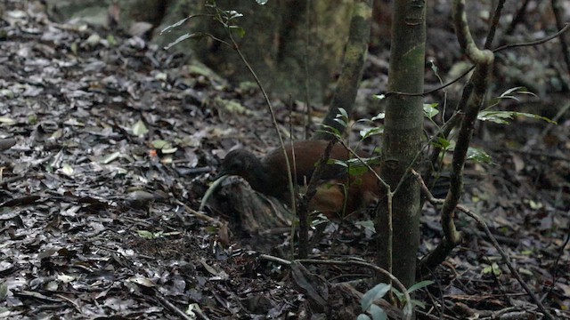 Albert's Lyrebird - ML614038335