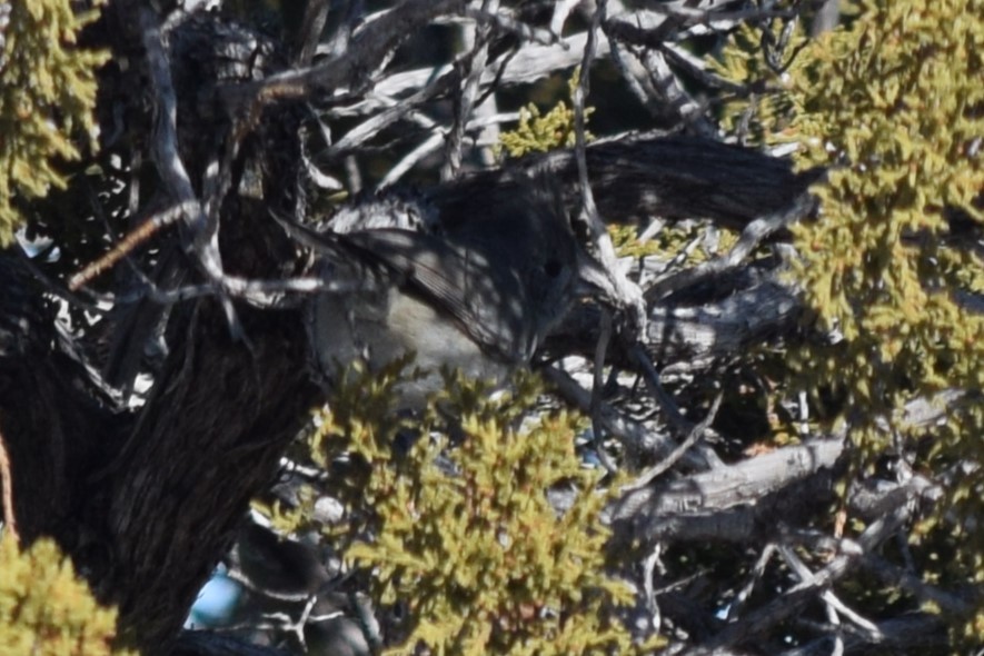 Juniper Titmouse - ML614038343
