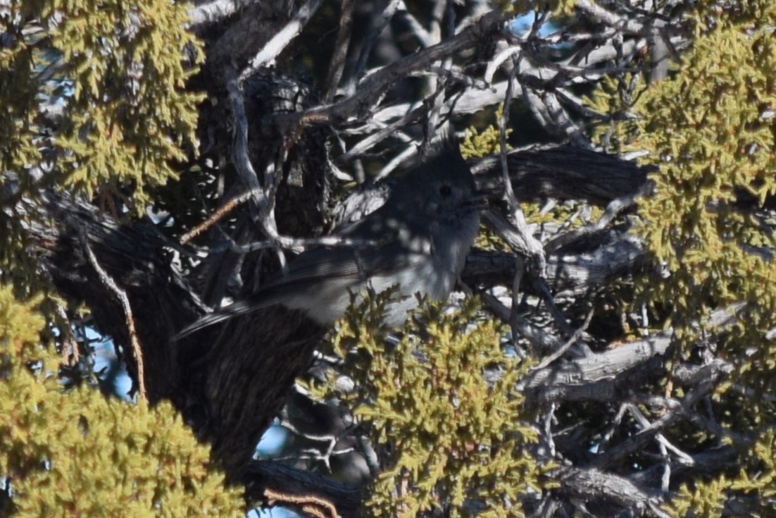 Juniper Titmouse - ML614038360