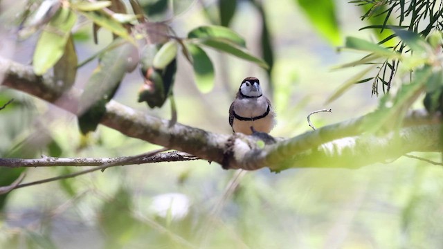 Double-barred Finch - ML614038445