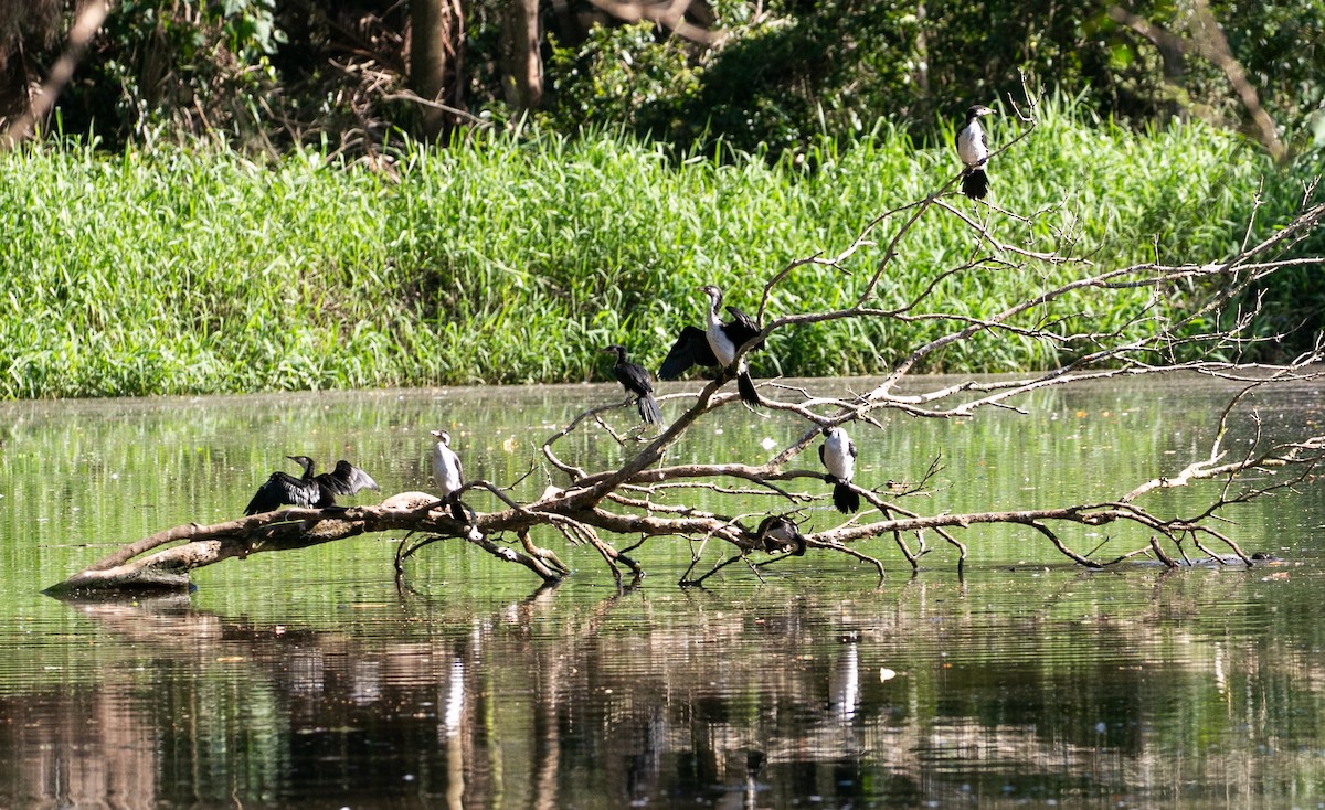 Little Pied Cormorant - ML614038476