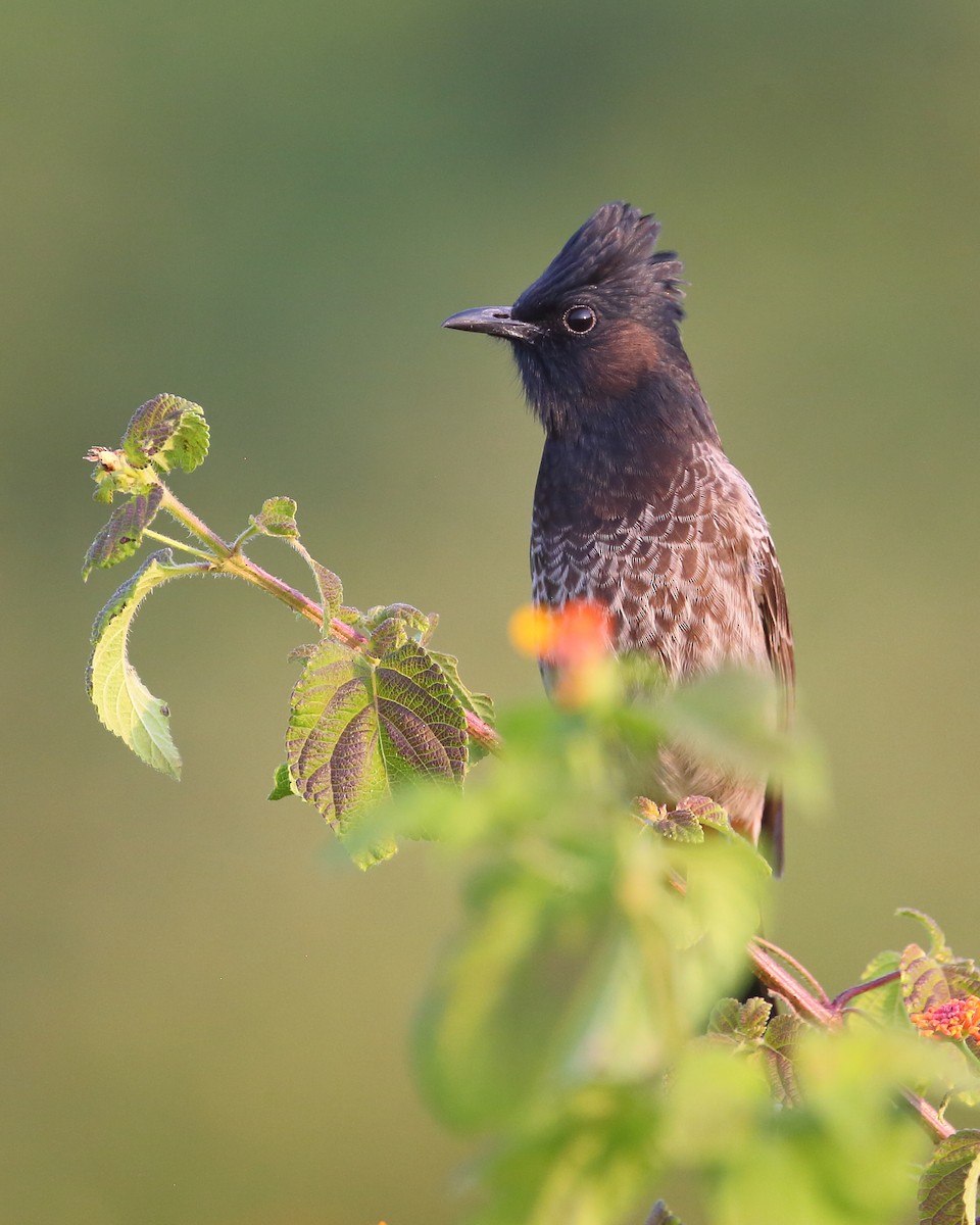 Red-vented Bulbul - ML614038667