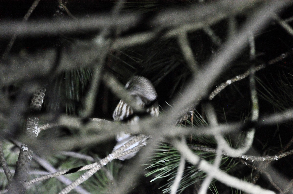 Northern Saw-whet Owl (acadicus) - ML614038751