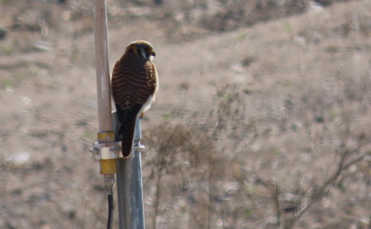 American Kestrel - ML614038762