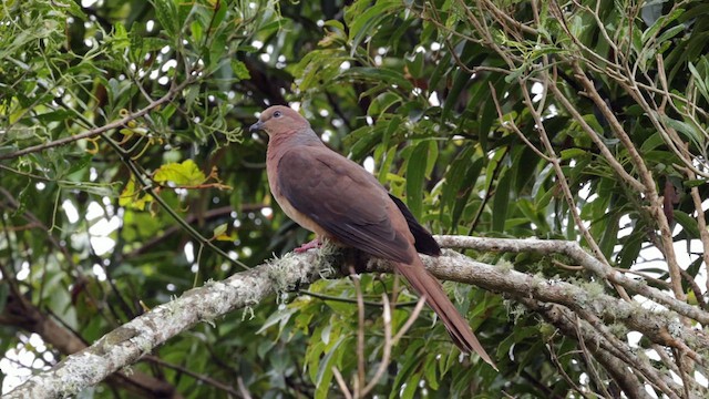 Brown Cuckoo-Dove - ML614038781