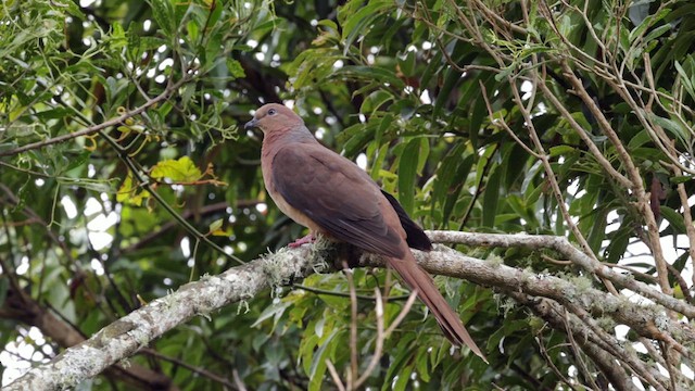 Tórtola Cuco Parda - ML614038781