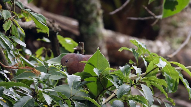 Brown Cuckoo-Dove - ML614038786