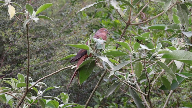 Brown Cuckoo-Dove - ML614038850