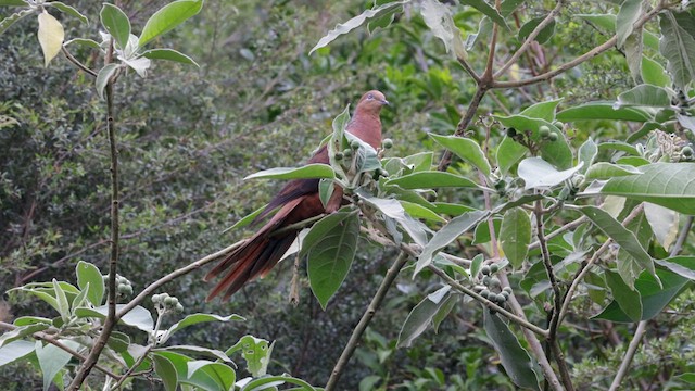 Brown Cuckoo-Dove - ML614038852