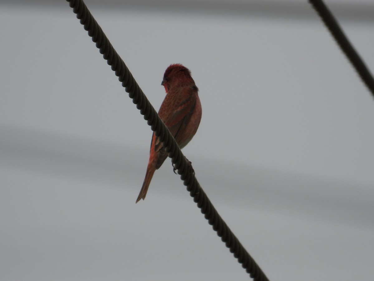 Common Rosefinch - Ananth Kaitharam