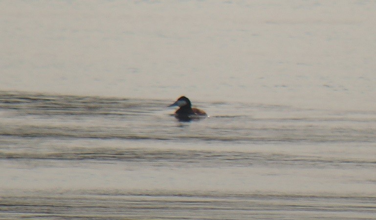 Ruddy Duck - ML614038905