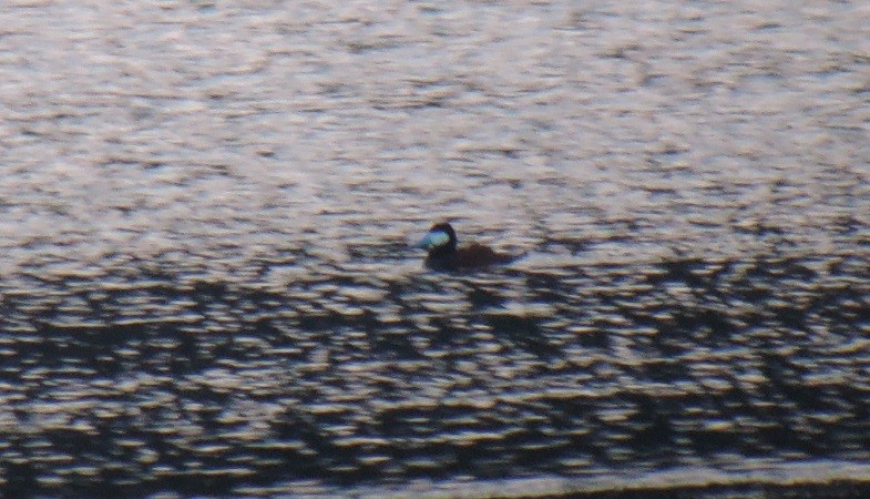 Ruddy Duck - ML614038906