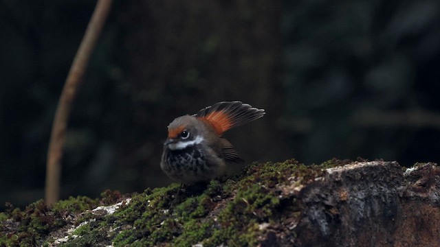 Australian Rufous Fantail - ML614038934