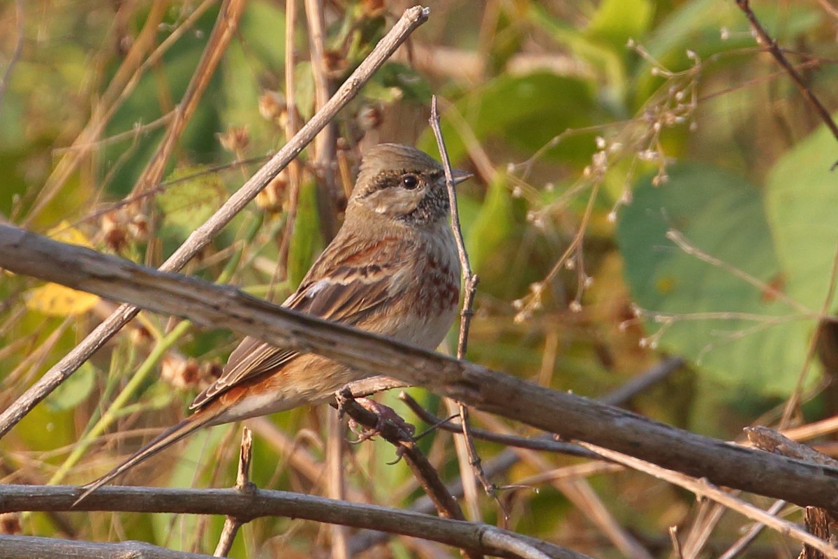 White-capped Bunting - ML614038935