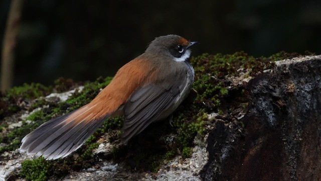 Australian Rufous Fantail - ML614038941