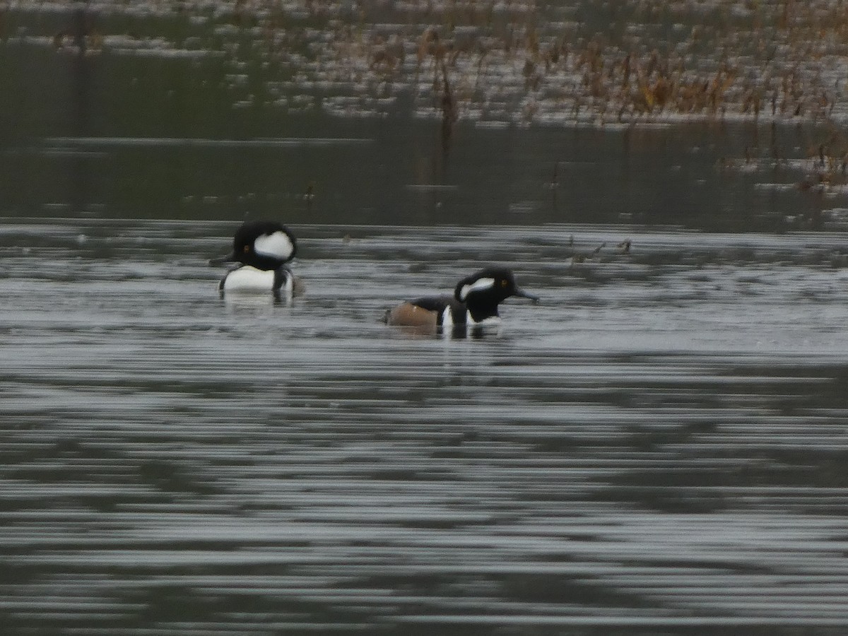 Hooded Merganser - ML614039013