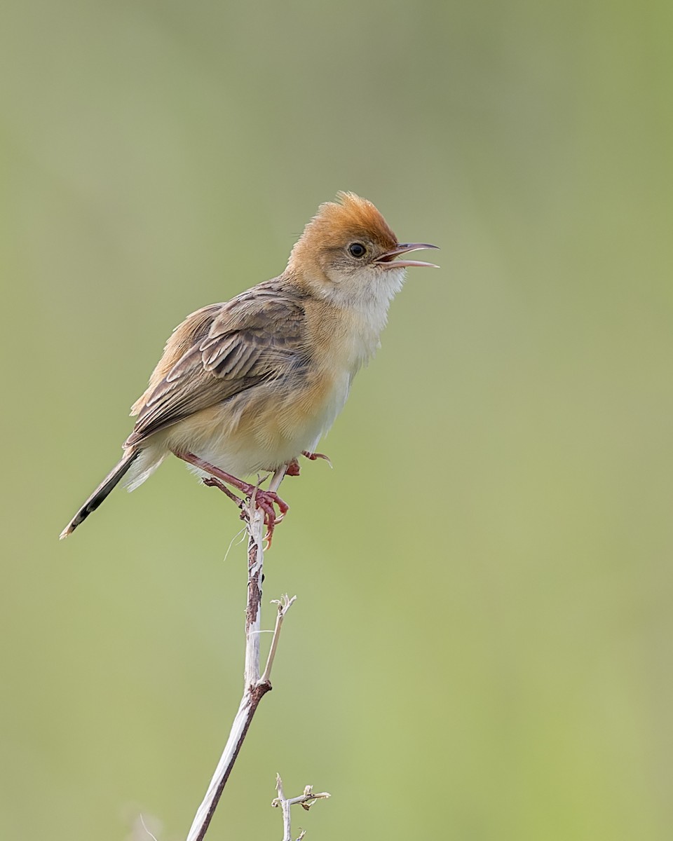 Golden-headed Cisticola - Dana Cameron