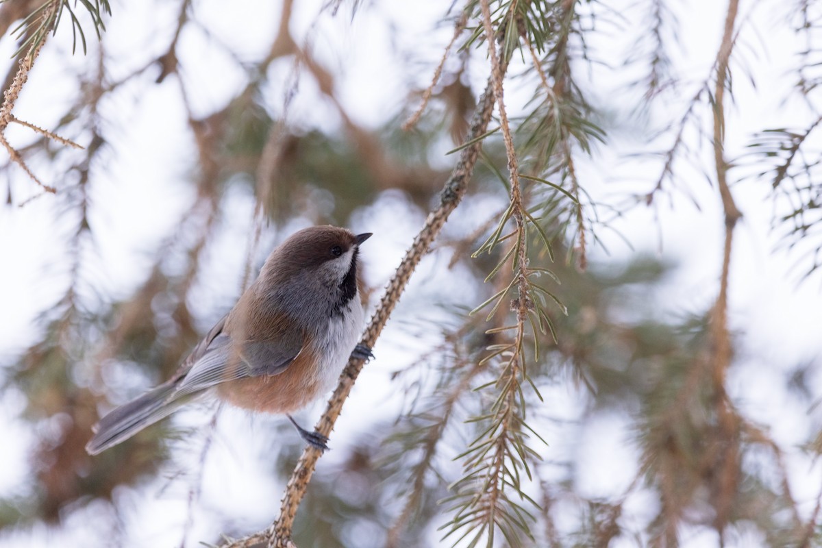 Boreal Chickadee - David Lariviere