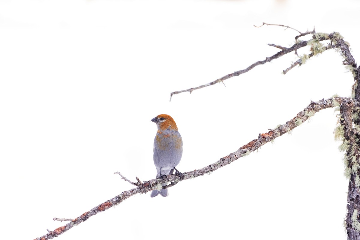 Pine Grosbeak - David Lariviere