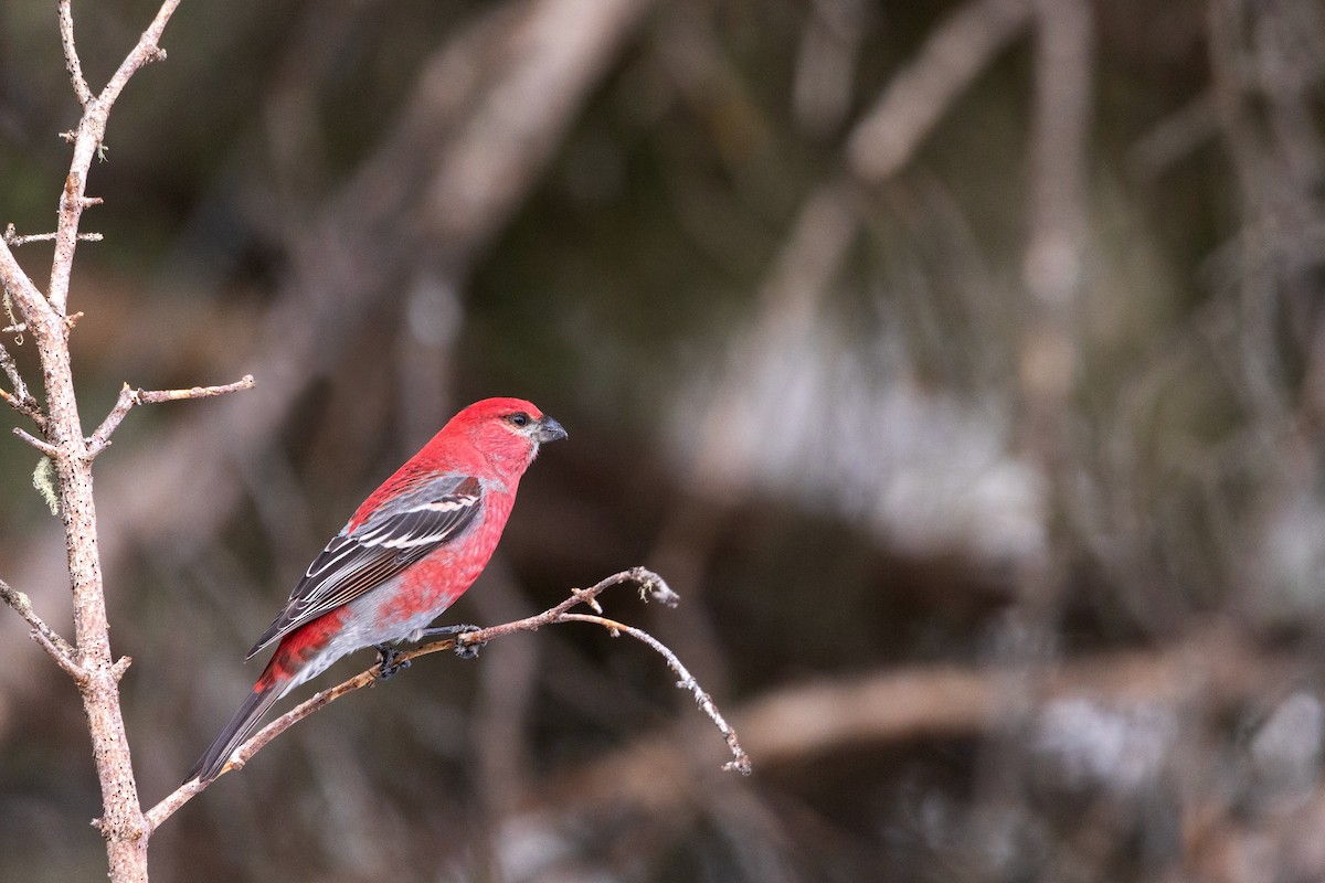 Pine Grosbeak - David Lariviere