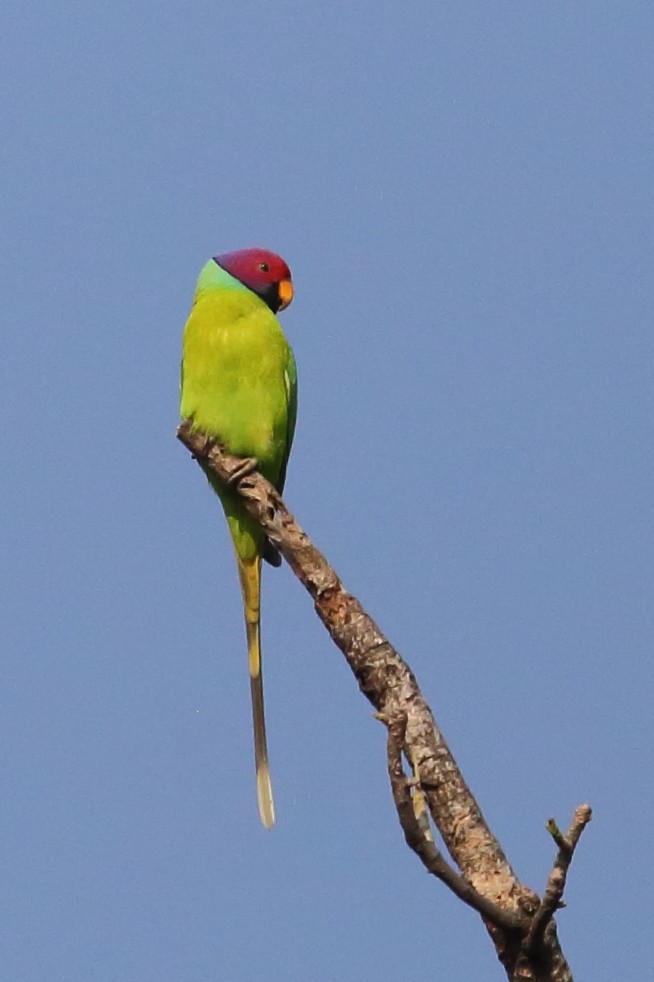 Plum-headed Parakeet - Bruce Robinson