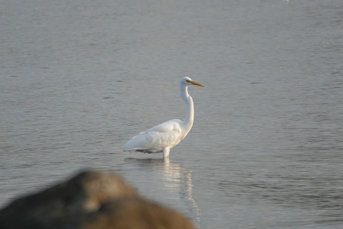 Great Egret - ML614039125