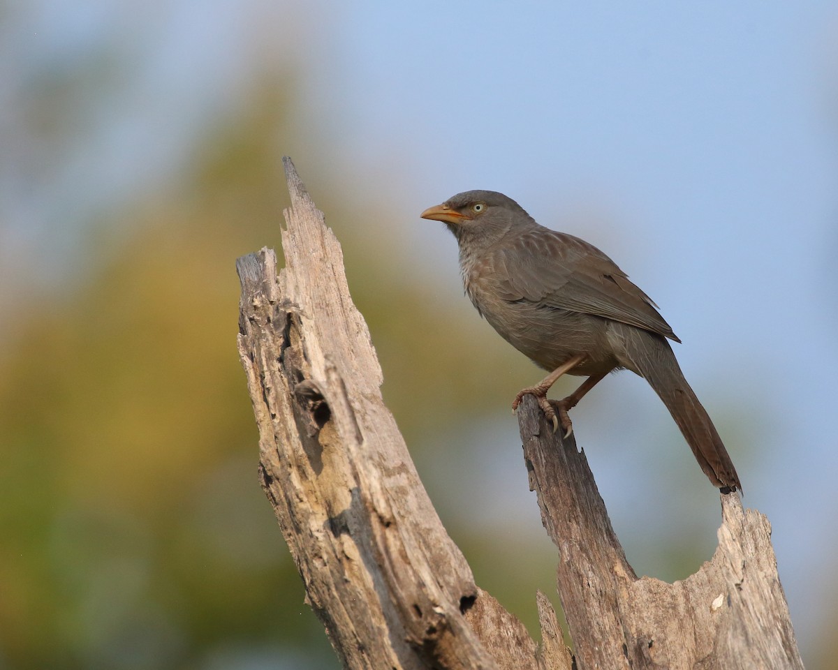 Jungle Babbler - Bruce Robinson