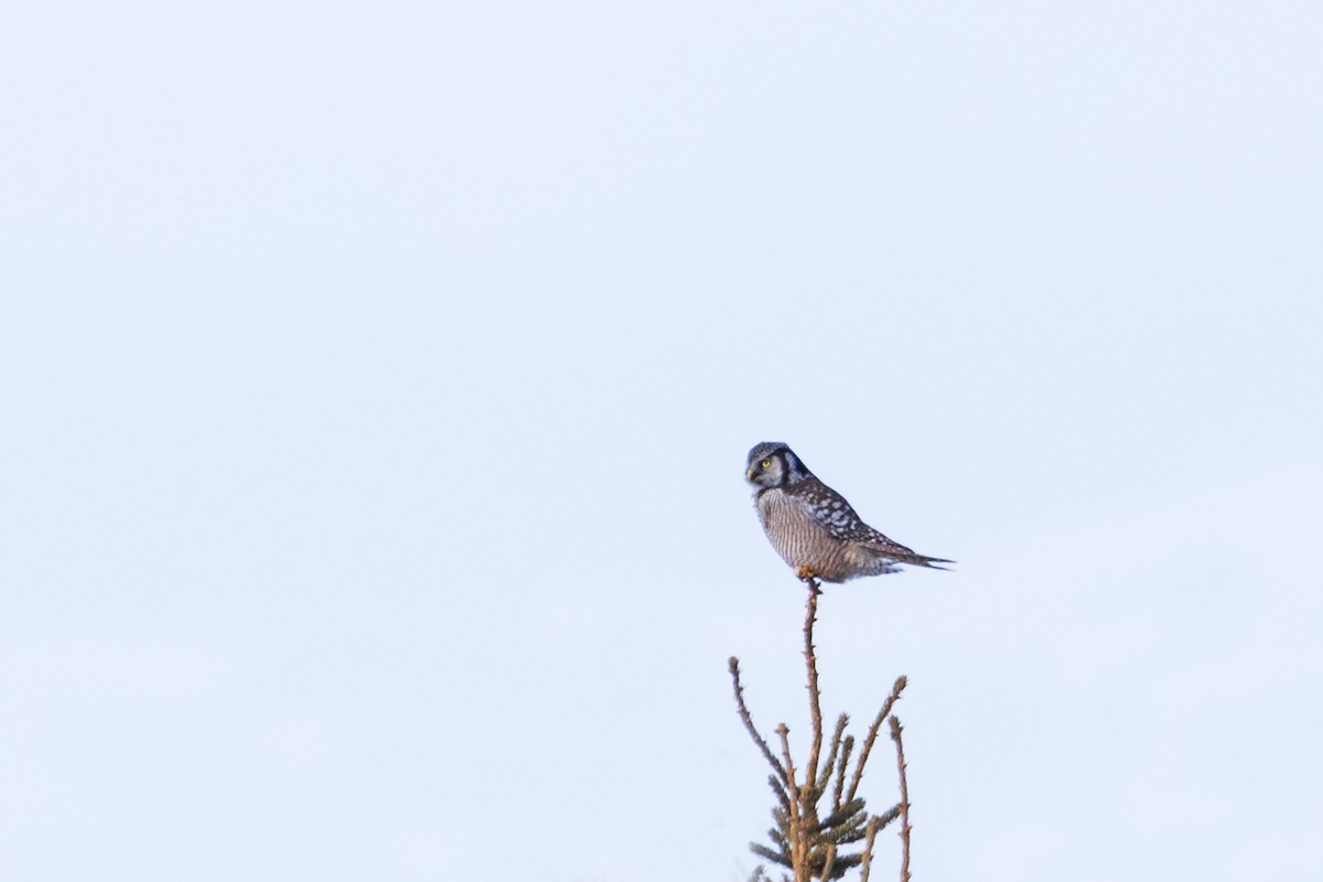 Northern Hawk Owl - David Lariviere