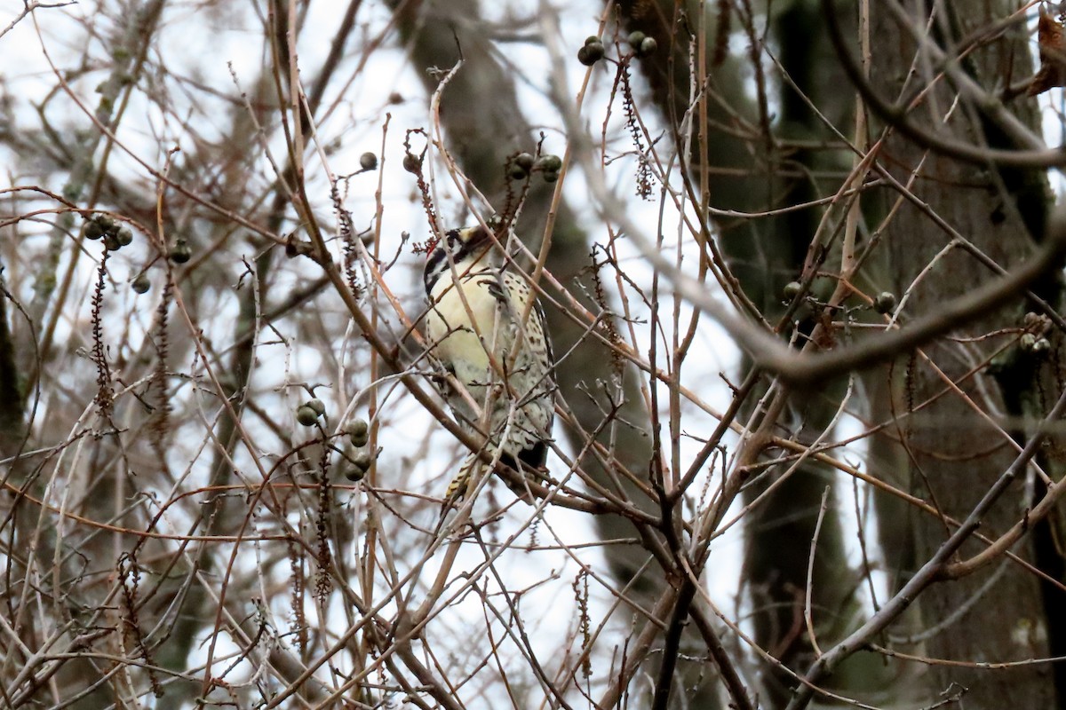 Nuttall's Woodpecker - ML614039200