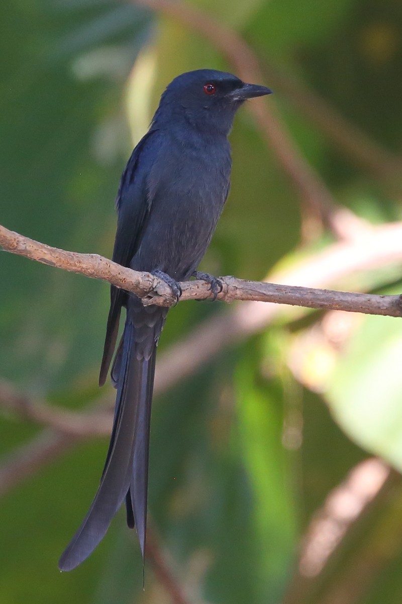 Ashy Drongo - Bruce Robinson