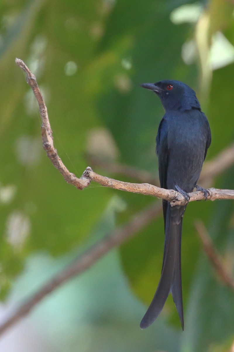 askedrongo - ML614039216