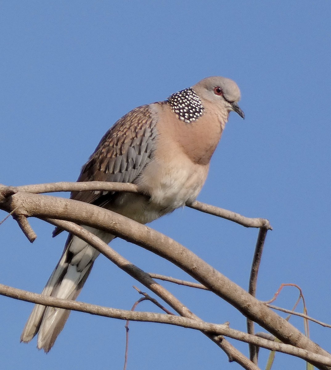 Spotted Dove - ML614039247