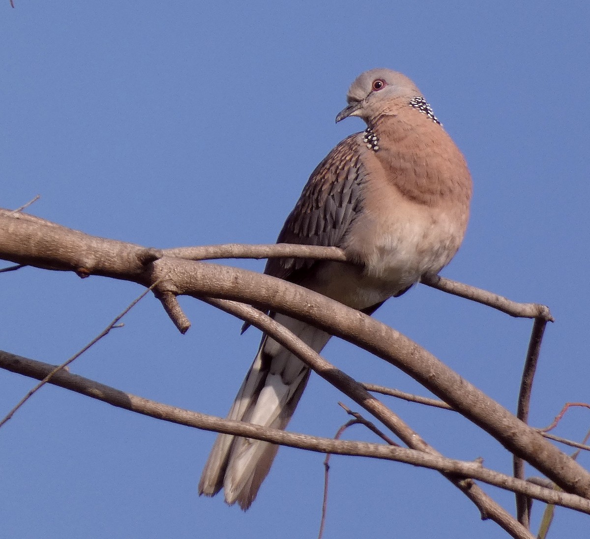Spotted Dove - ML614039249