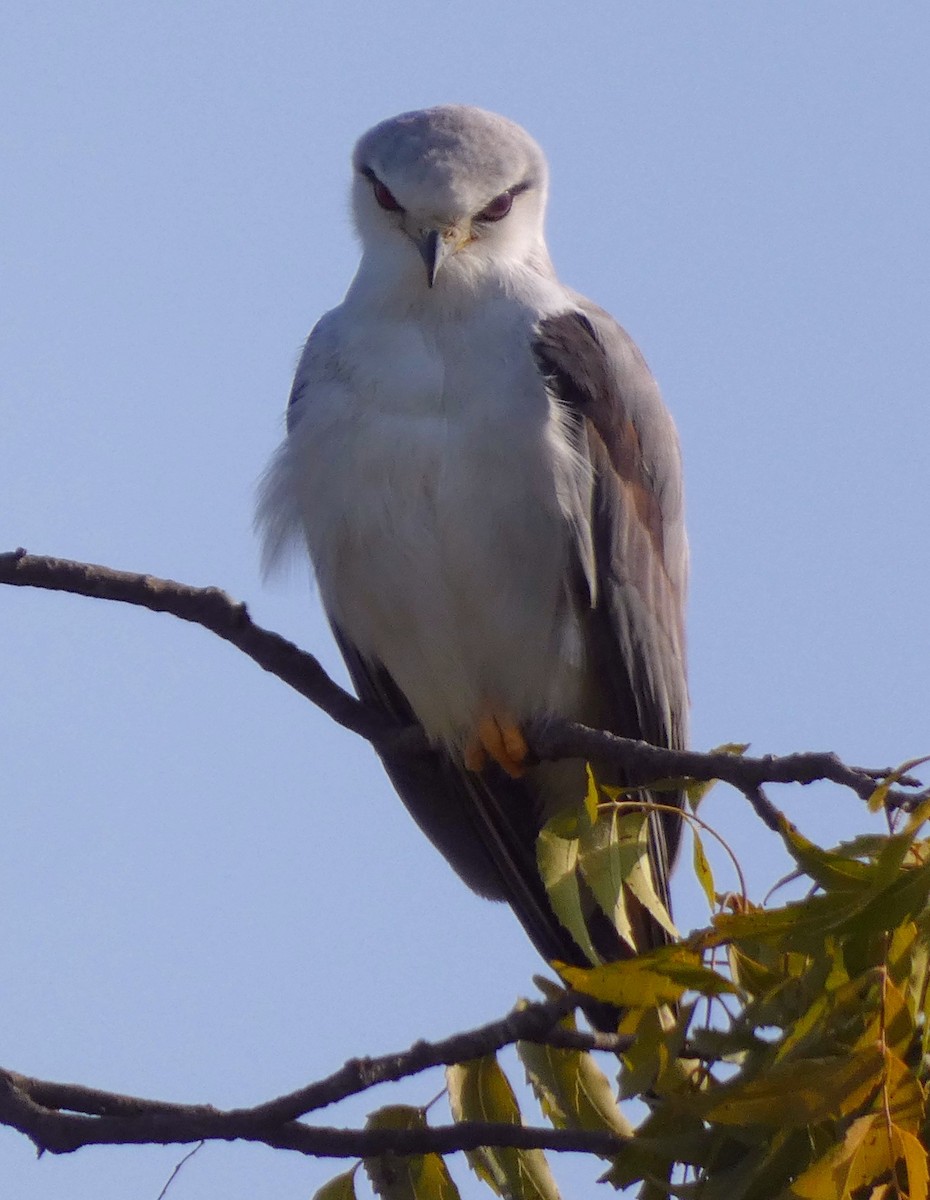 黑翅鳶 - ML614039263