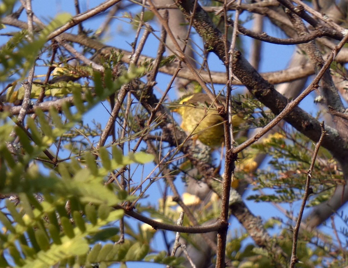 キバラムシクイ（affinis/perflavus） - ML614039280