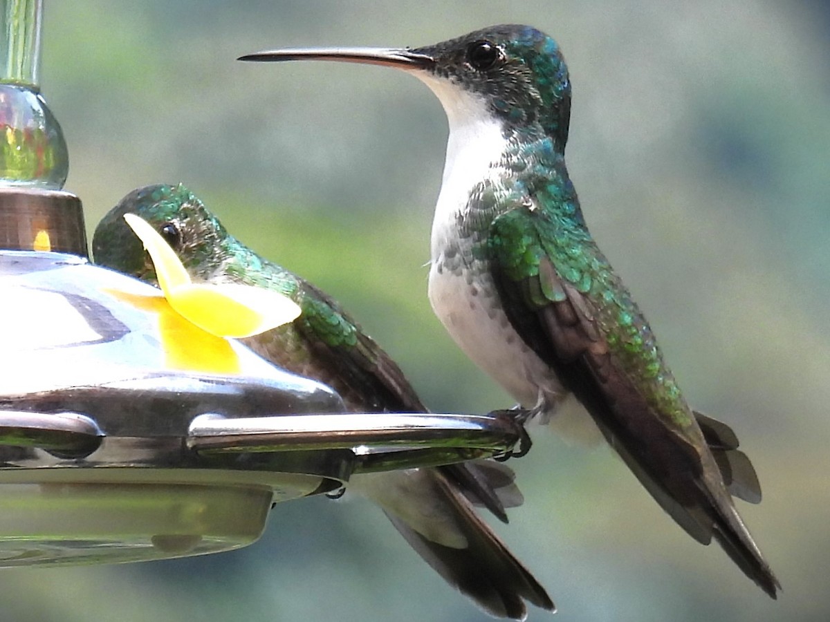 Andean Emerald - ML614039340