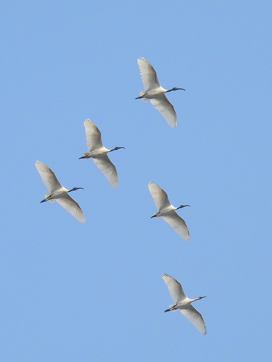 Ibis à tête noire - ML614039351