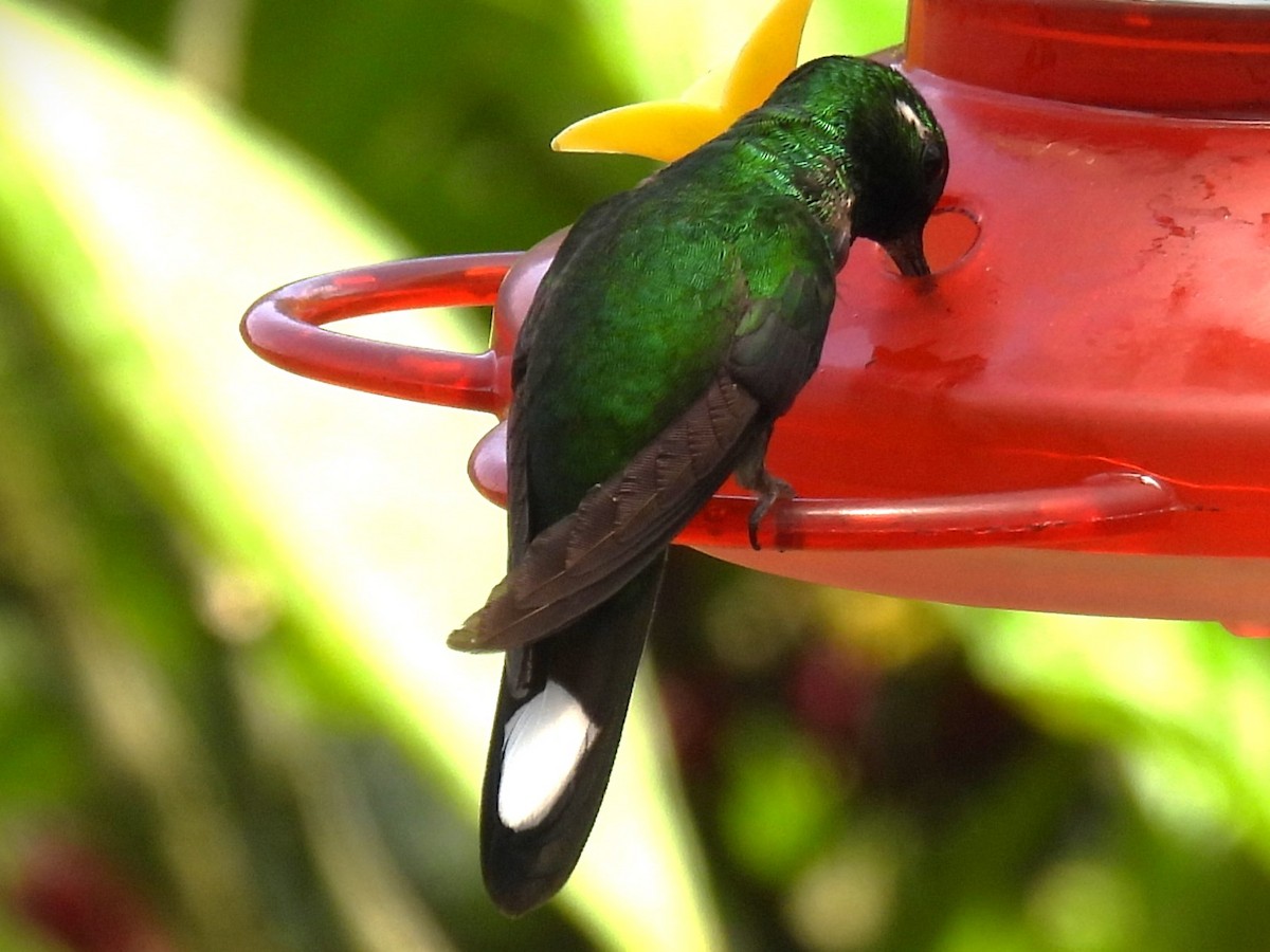 Purple-bibbed Whitetip - ML614039392