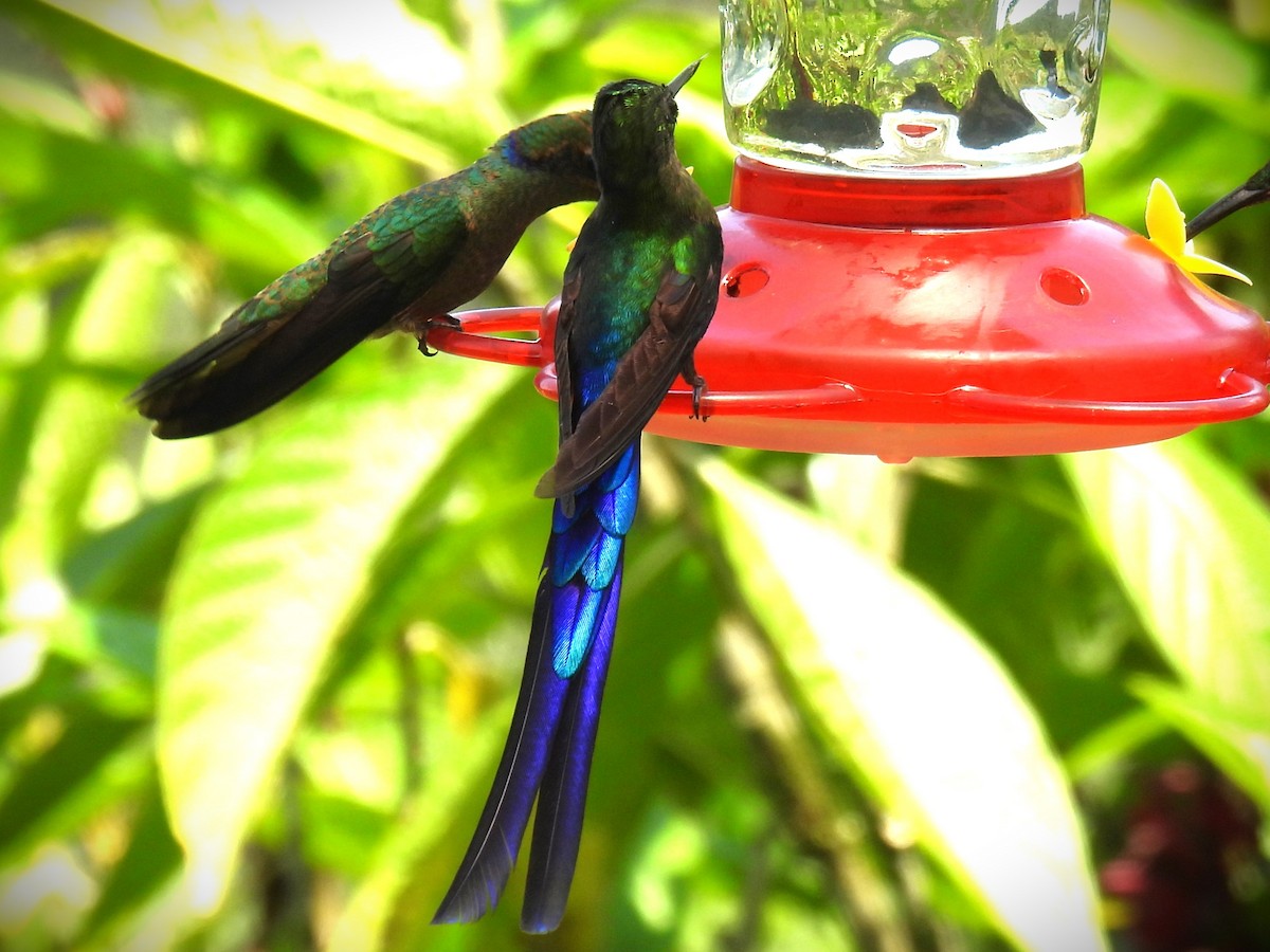 Violet-tailed Sylph - ML614039428