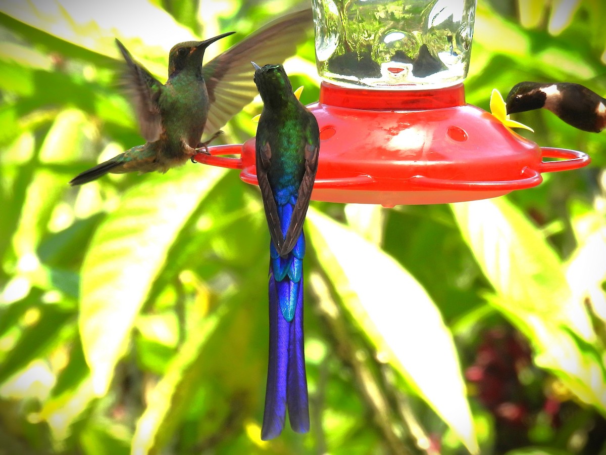 Violet-tailed Sylph - ML614039430