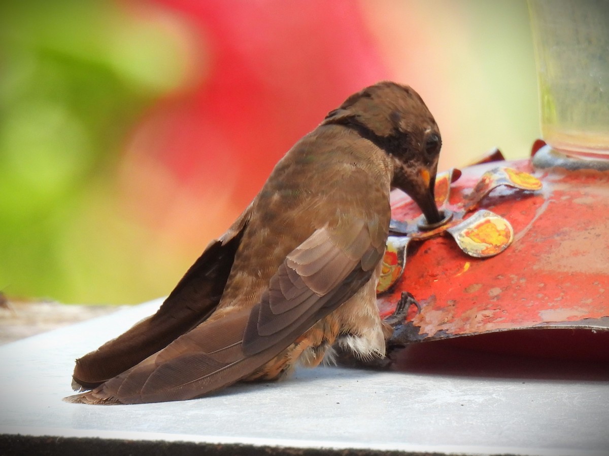 Brown Violetear - ML614039474