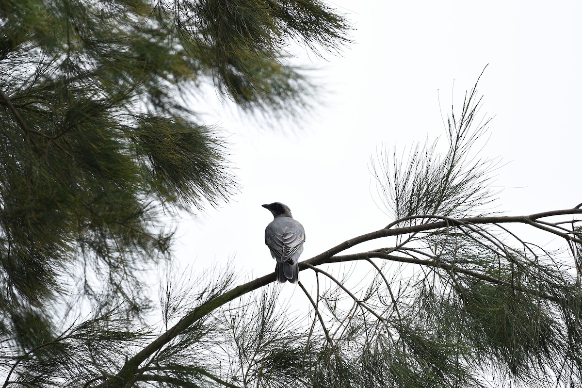 Black-faced Cuckooshrike - ML614039513