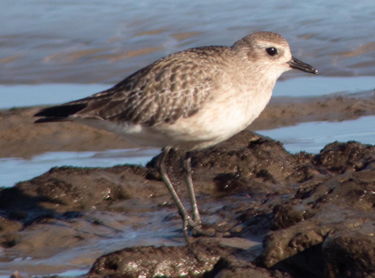 Black-bellied Plover - ML614039575