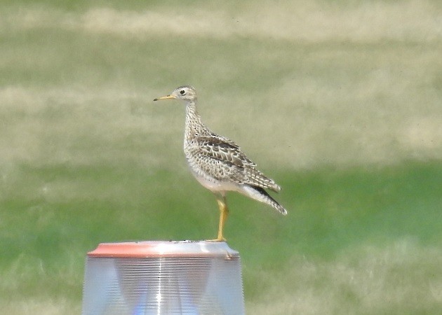 Upland Sandpiper - ML614039601