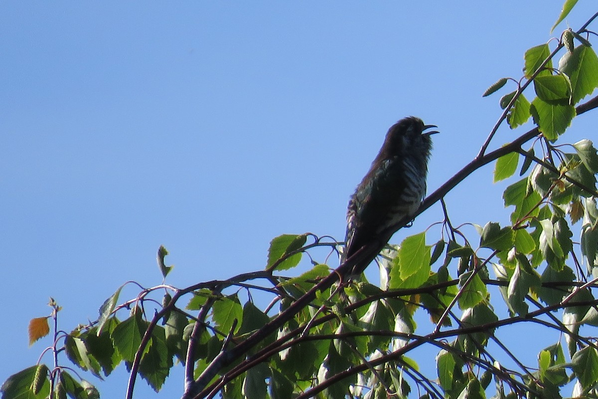 Shining Bronze-Cuckoo - ML614039611