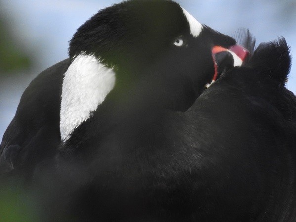 Surf Scoter - ML614039695
