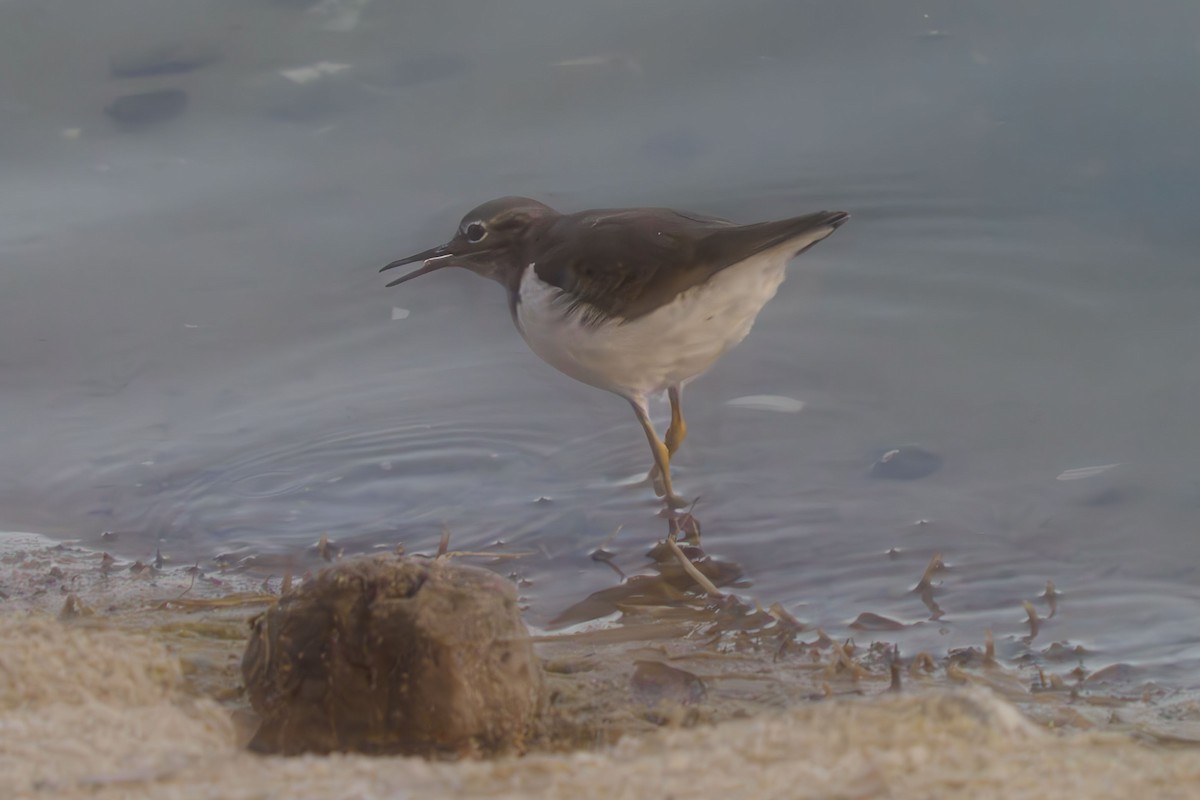 Spotted Sandpiper - ML614039698